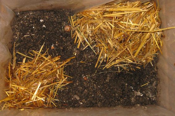 Click on the photo for the original