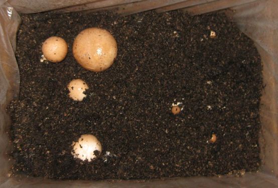 Click on the photo for the original