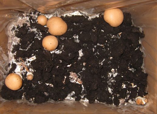 Click on the photo for the original