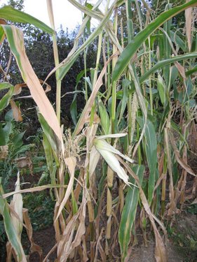 Click on the photo for the original