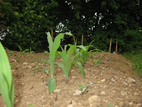 Click on the photo for the original