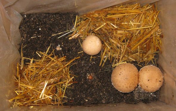 Click on the photo for the original