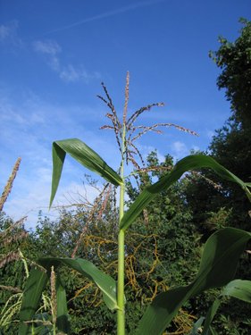 Click on the photo for the original