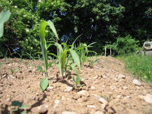 Click on the photo for the original