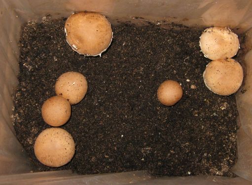 Click on the photo for the original