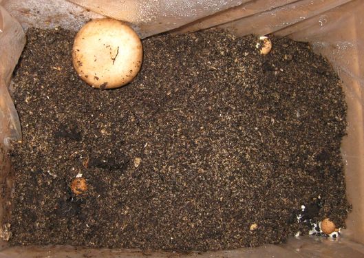 Click on the photo for the original