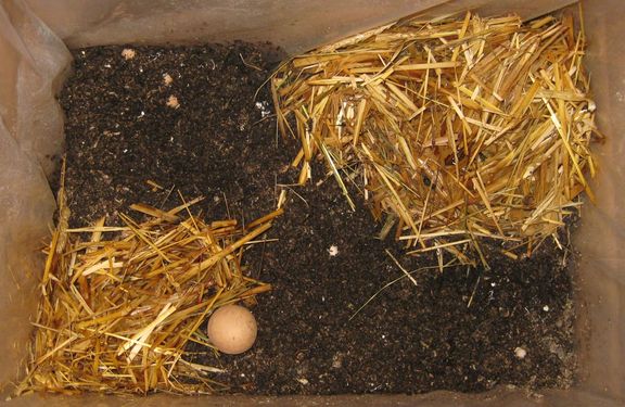 Click on the photo for the original