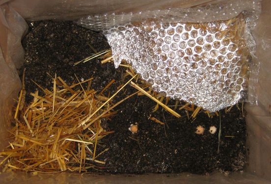 Click on the photo for the original