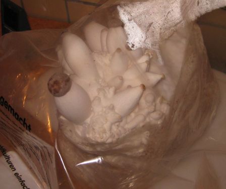 Click on the photo for the original