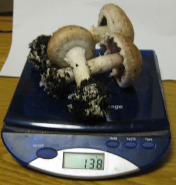 Click on the photo for the original