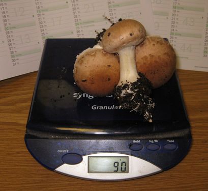 Click on the photo for the original