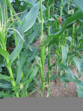 Click on the photo for the original