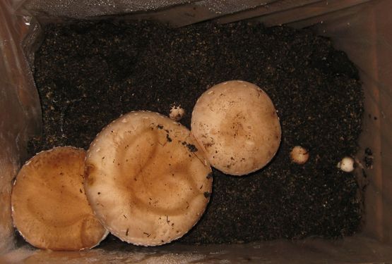 Click on the photo for the original