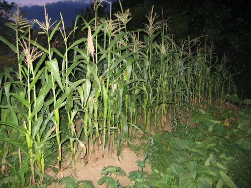 Click on the photo for the original