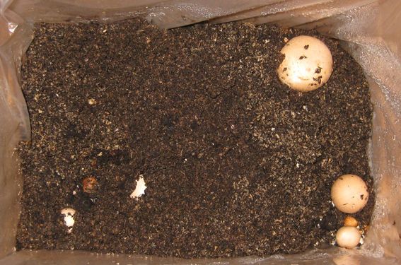 Click on the photo for the original