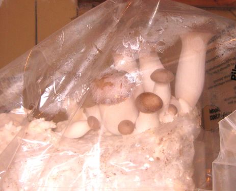 Click on the photo for the original