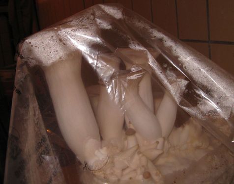 Click on the photo for the original