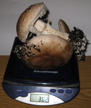 Click on the photo for the original