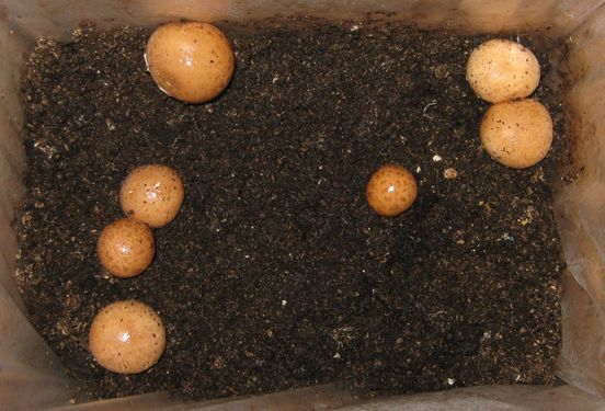 Click on the photo for the original