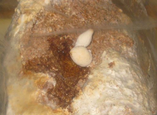 Click on the photo for the original