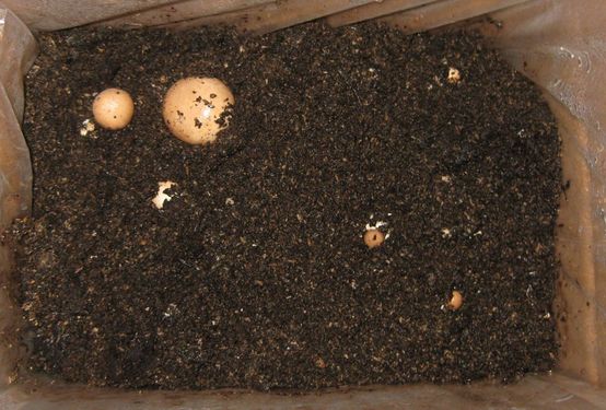 Click on the photo for the original