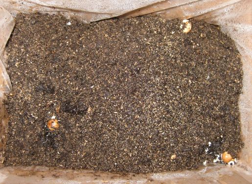 Click on the photo for the original