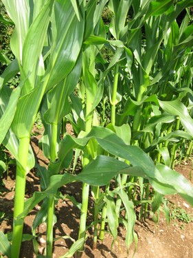 Click on the photo for the original