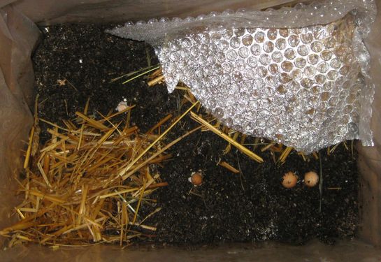 Click on the photo for the original