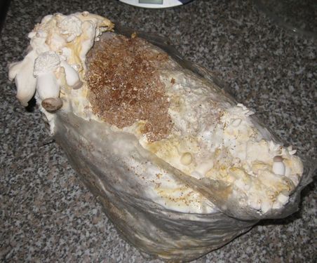 Click on the photo for the original