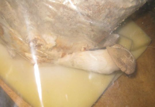 Click on the photo for the original