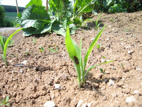 Click on the photo for the original