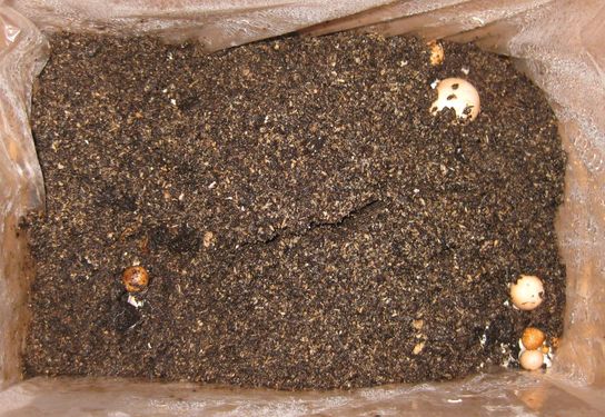 Click on the photo for the original