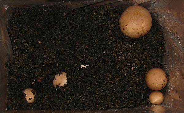 Click on the photo for the original