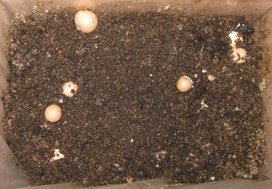 Click on the photo for the original